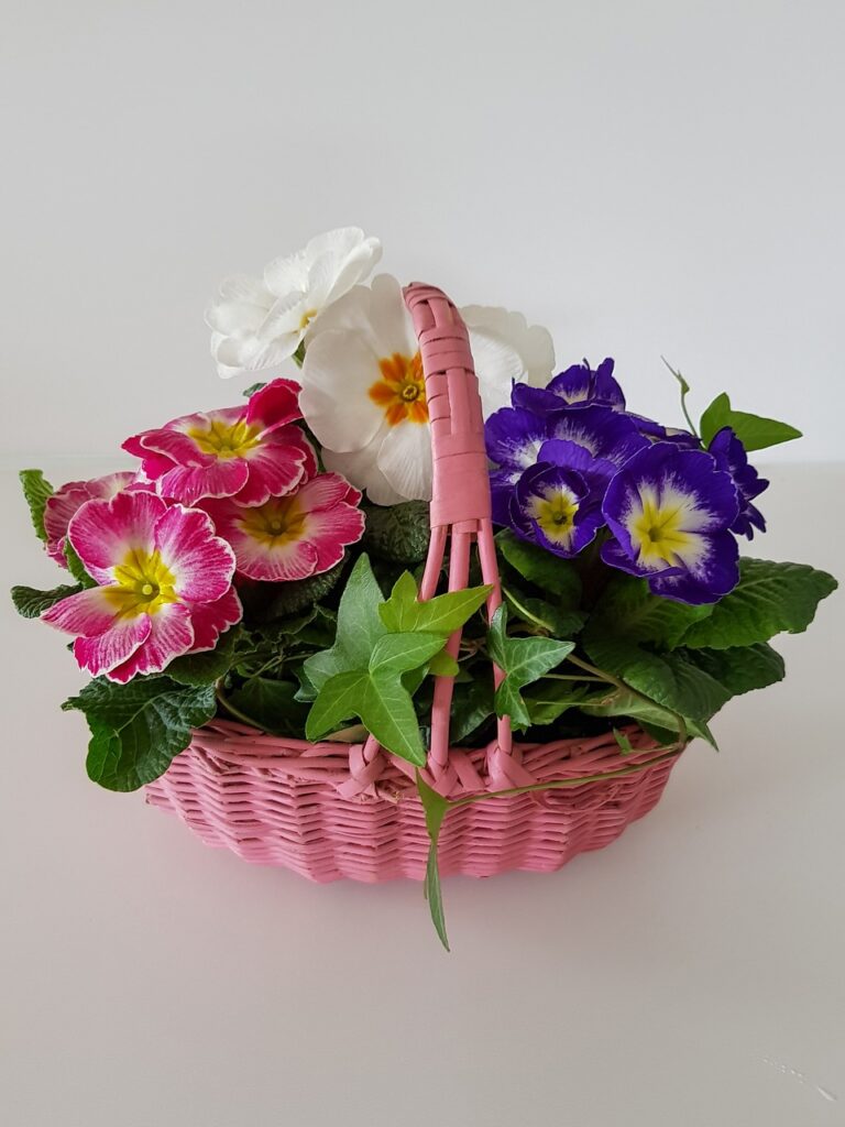 flower basket, primroses, primula-3218034.jpg