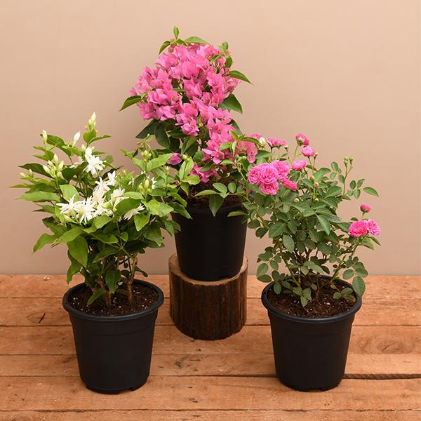 flowers, indoor plants dubai