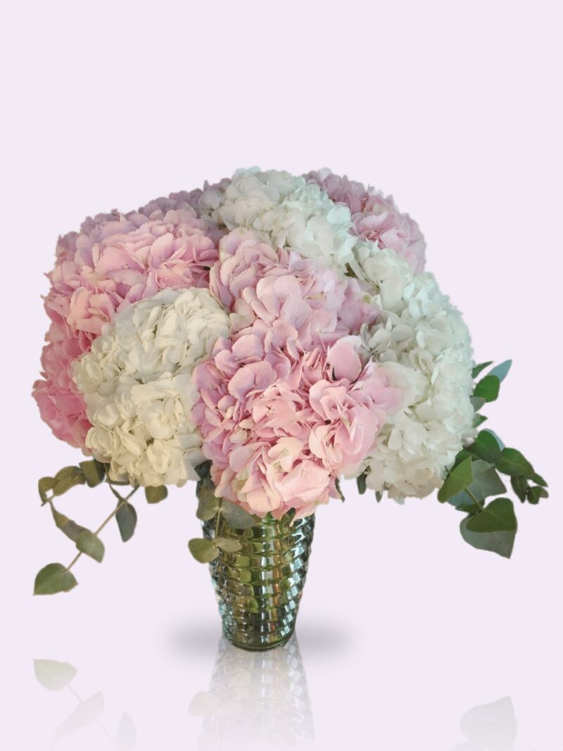 buy hydrangea flowers UAE
