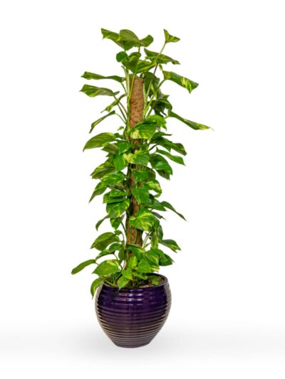 buy indoor plants UAE