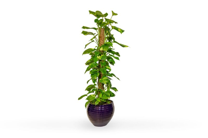 buy indoor plants UAE