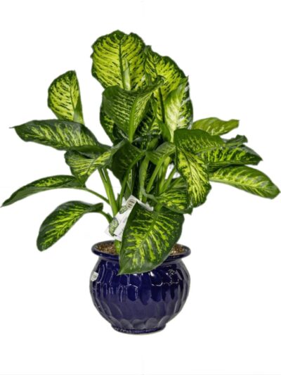 buy indoor plants in UAE
