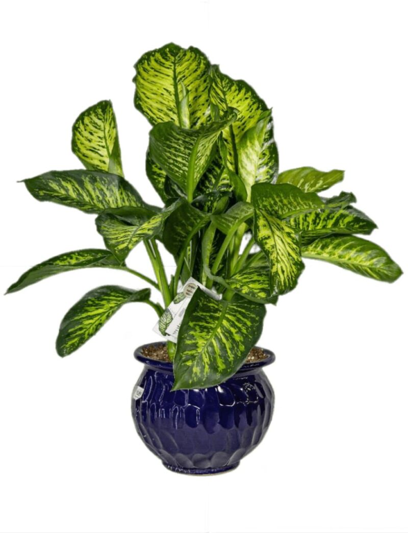 buy indoor plants in UAE