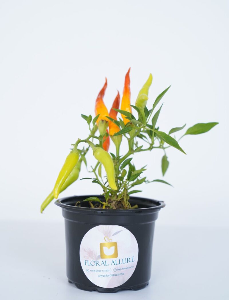 Buy Indoor plant in uae