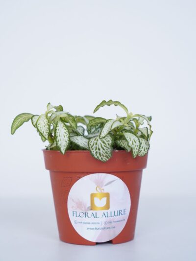 Send indoor plants online uae