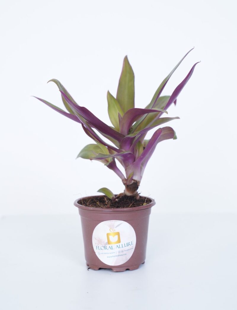send indoor plants online in UAE