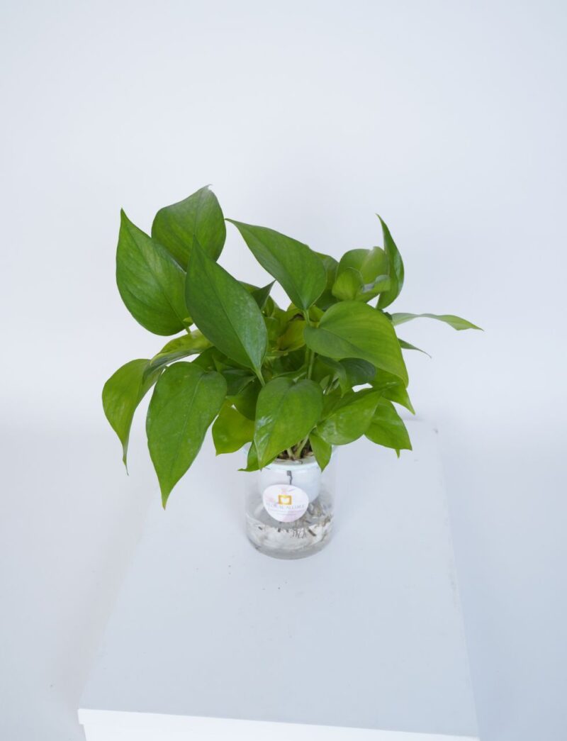 Indoor plants online in UAE