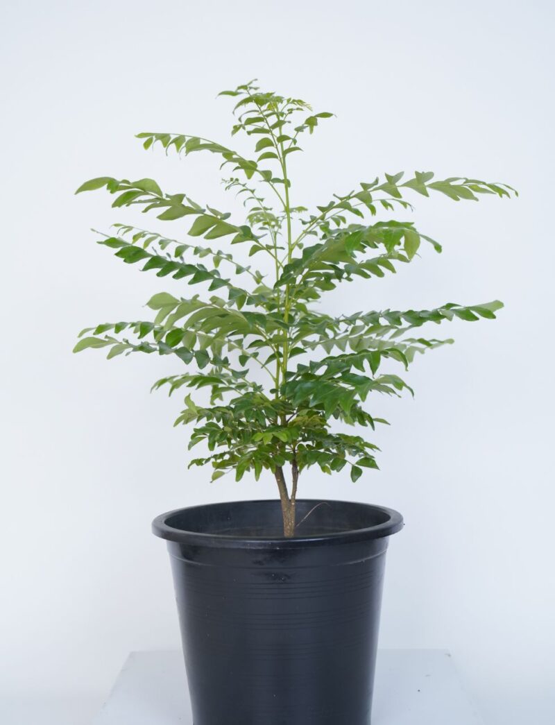 curry leaf plant online in UAE