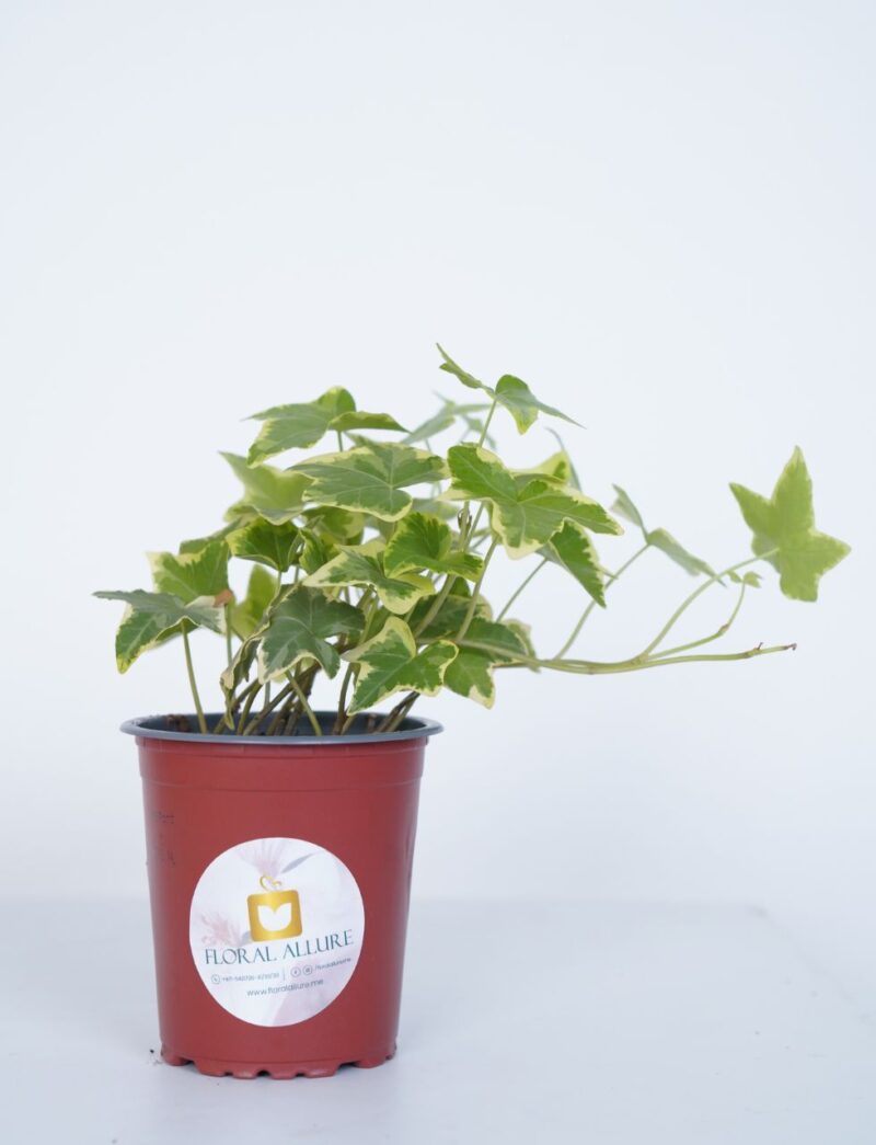Buy indoor plants in uae