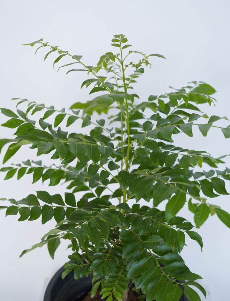 Curry leaf plant online in Dubai