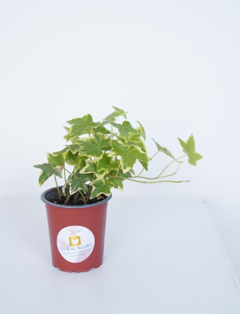 buy indoor plant in Dubai