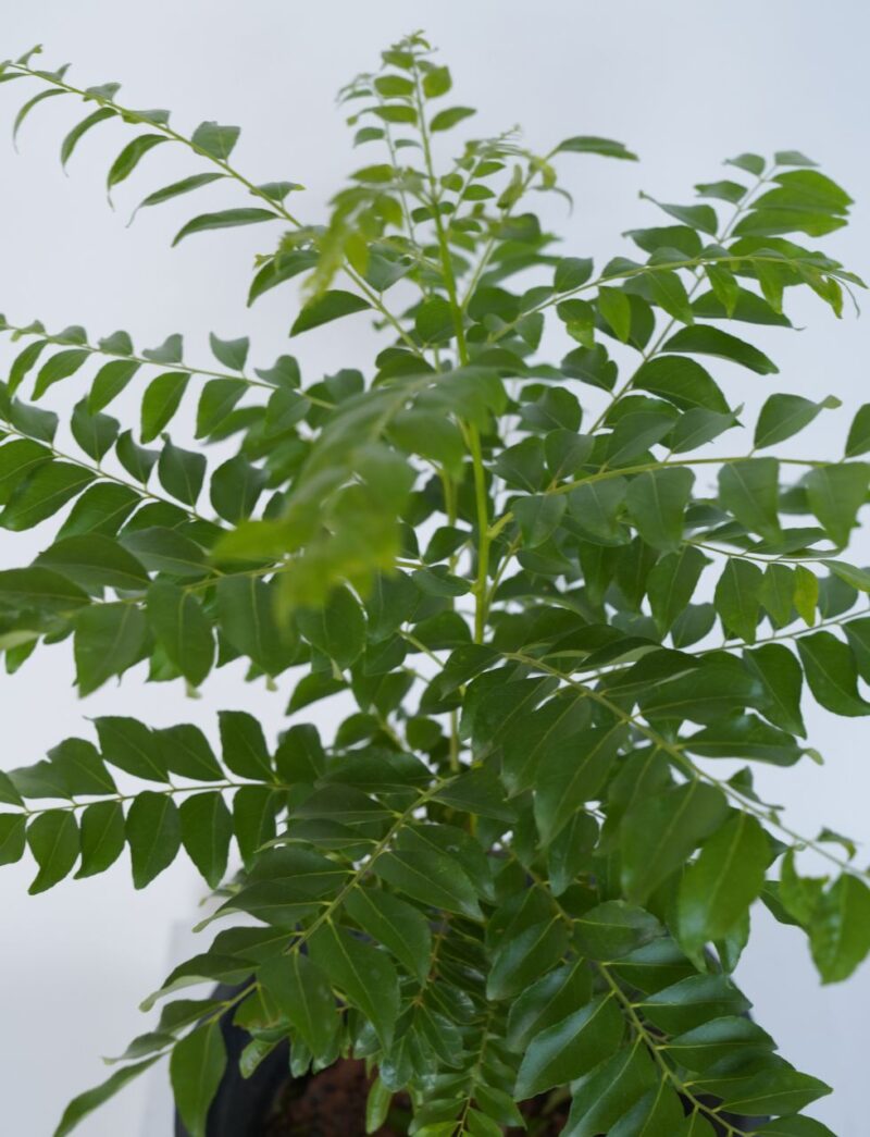 curry leaf plant UAE