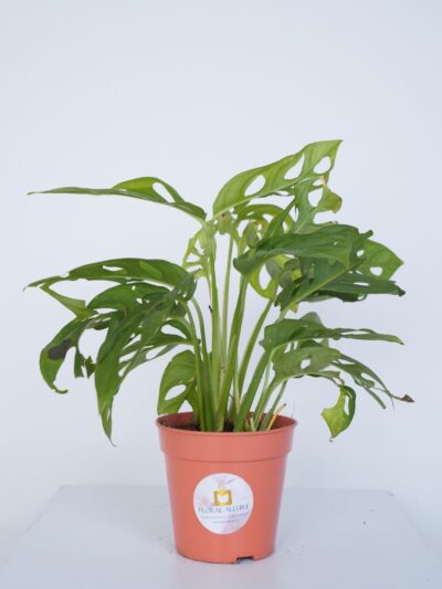 Buy Indoor plants online in UAE