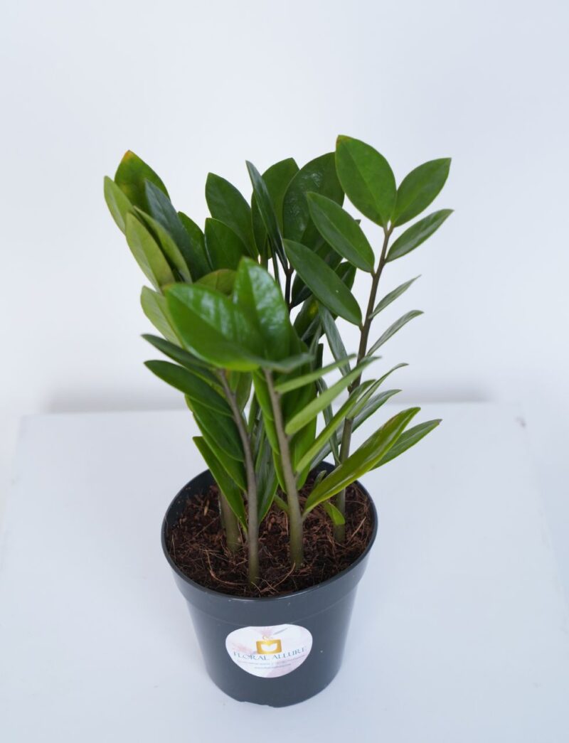 Order indoor plants UAE