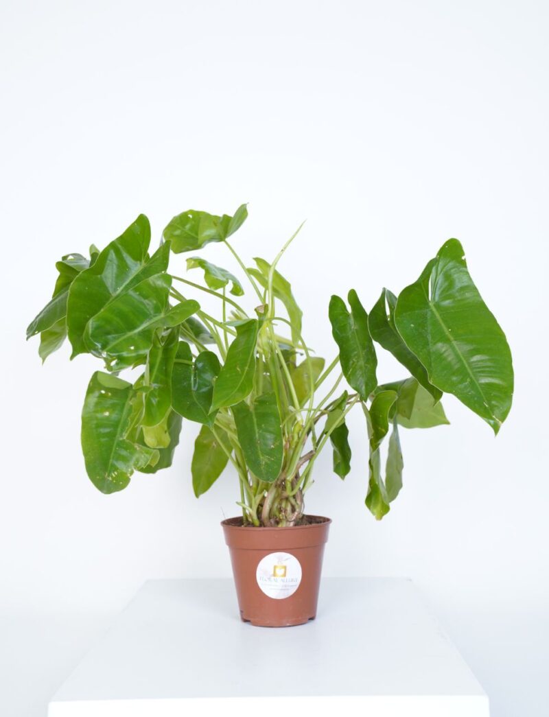 Philodendron Green plant uae