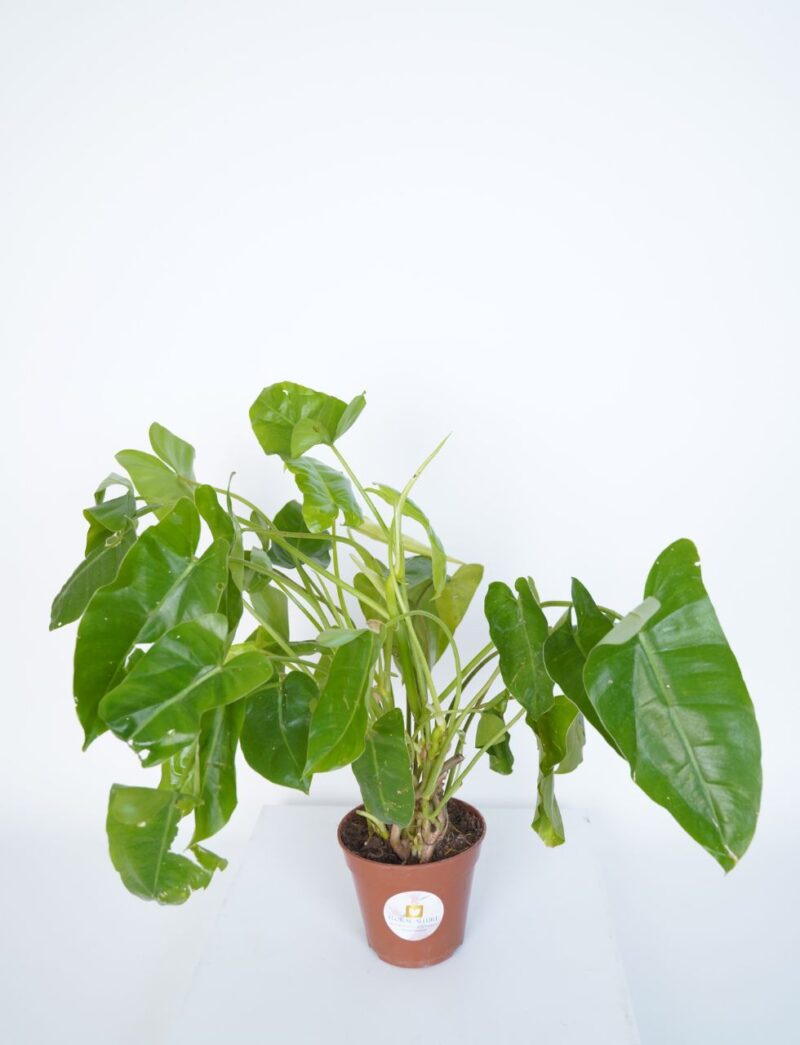 Philodendron Green plant online uae