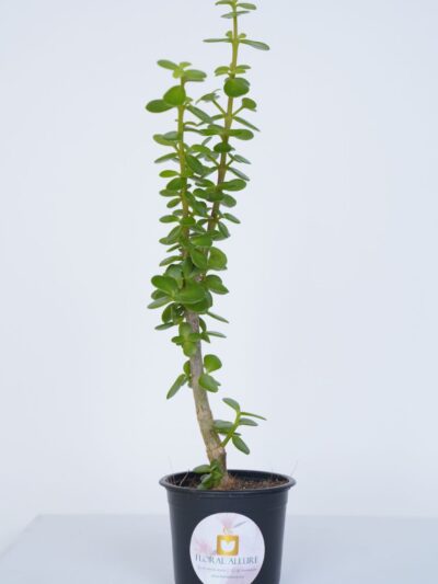 Jade plant online uae