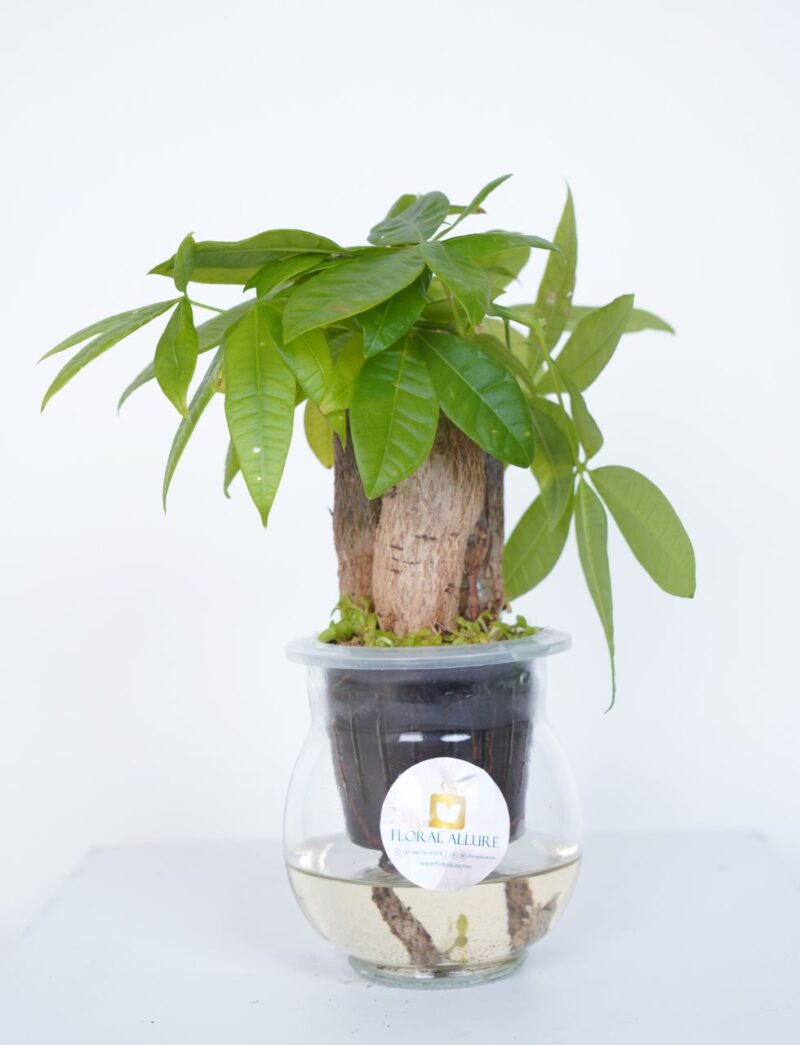 Guiana chestnut Hydroponic online in UAE
