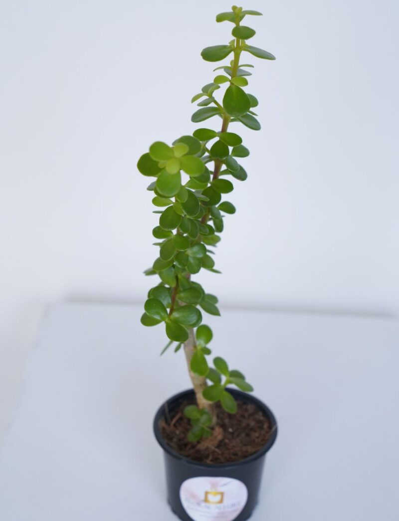 buy jade plant online in uae
