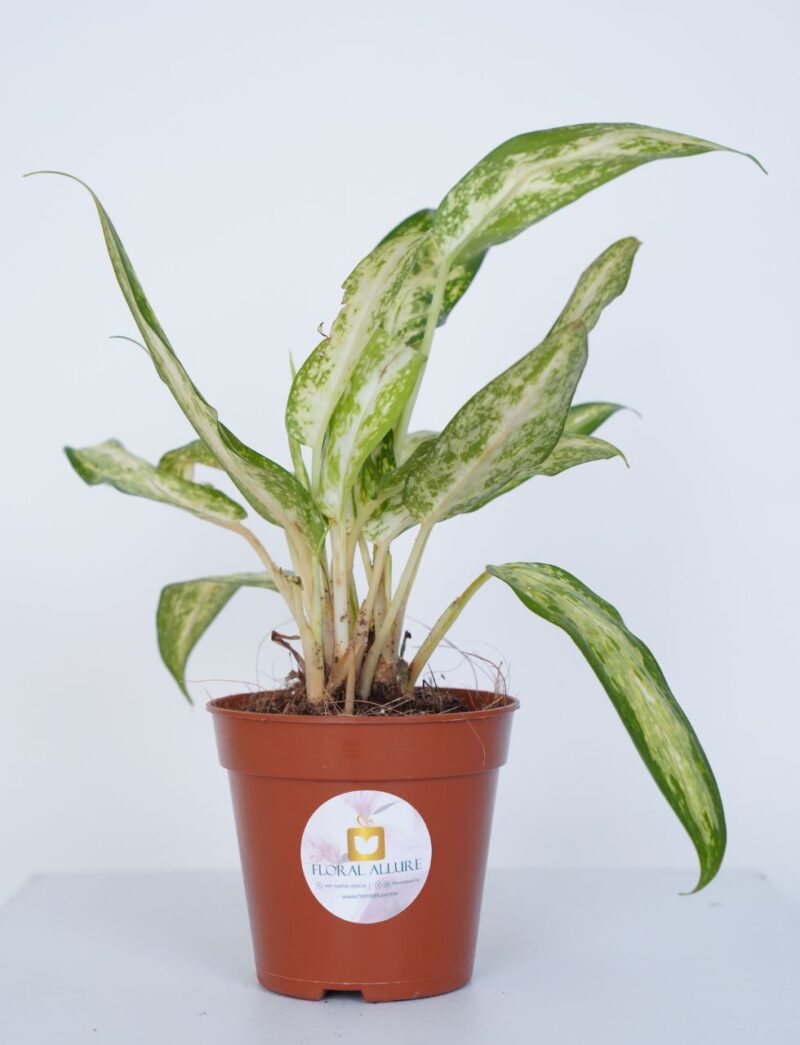 indoor plants online in UAE