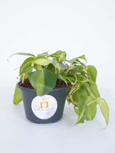 gift indoor plants in uae