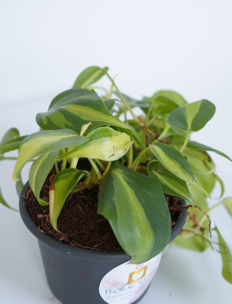 gift indoor plants online in uae
