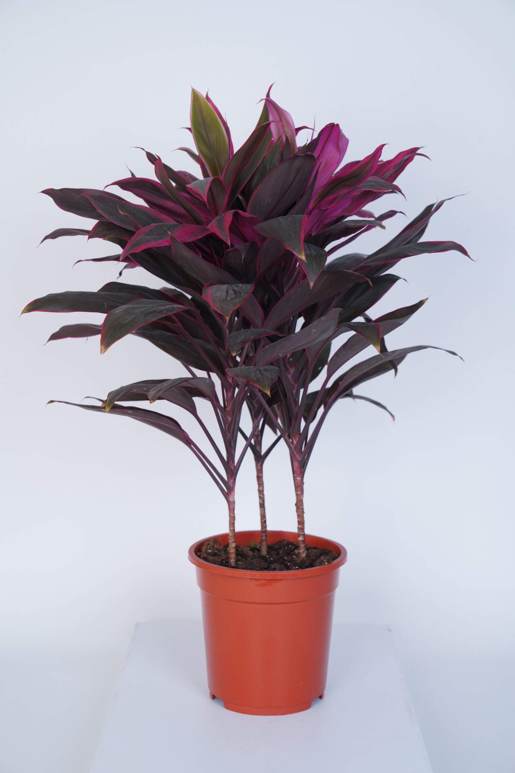 buy indoor plants dubai