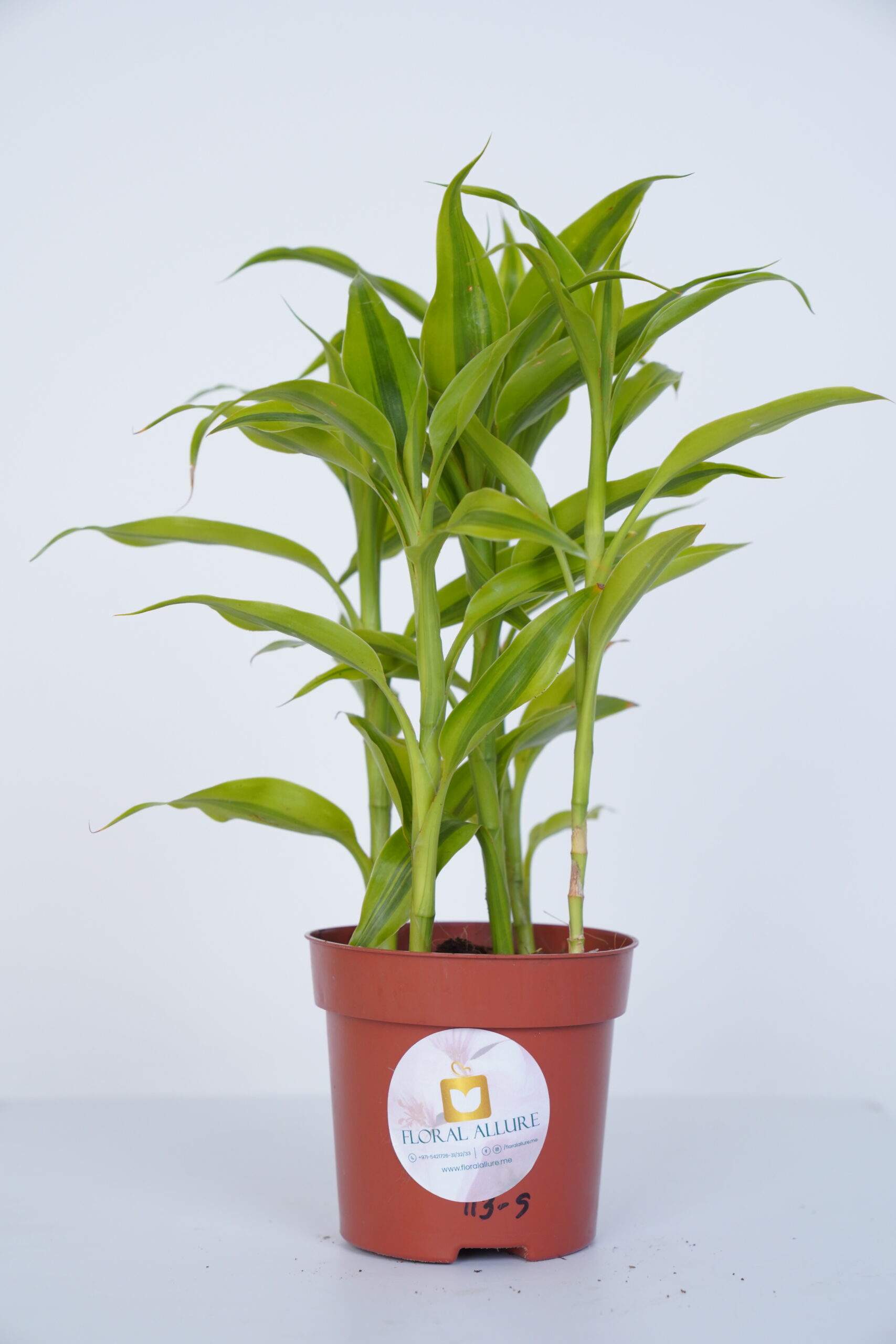 Order indoor plants in UAE