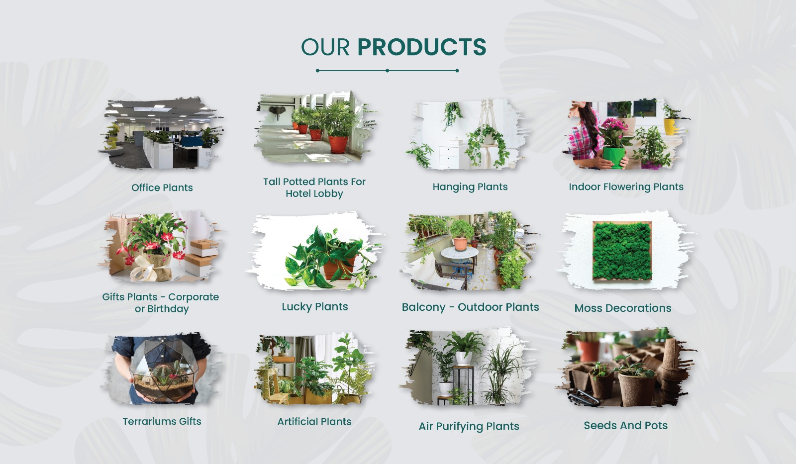 Buy indoor plants online in UAE