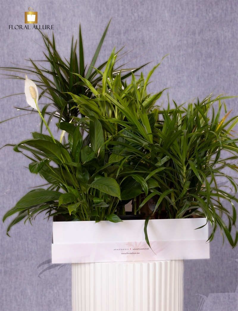 order indoor plants online uae