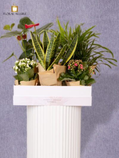 order indoor plants combo in dubai