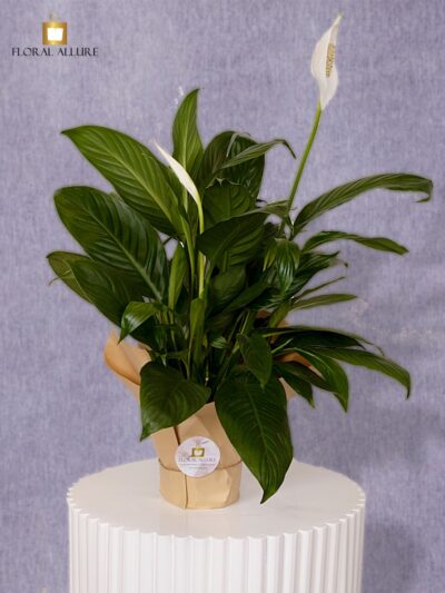 order peace lily online uae