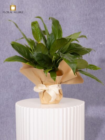buy peace lily plant online in Dubai