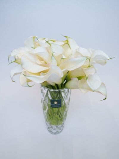 buy ivory calla lily in UAE