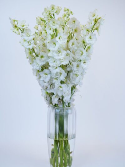 white delphinium flowers online delivery UAE